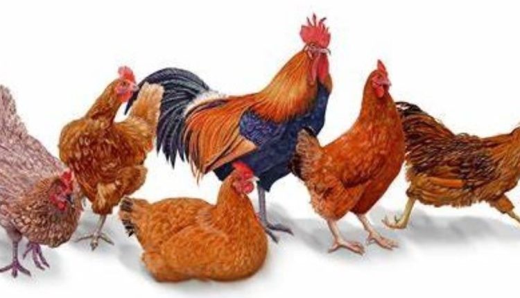 poultry