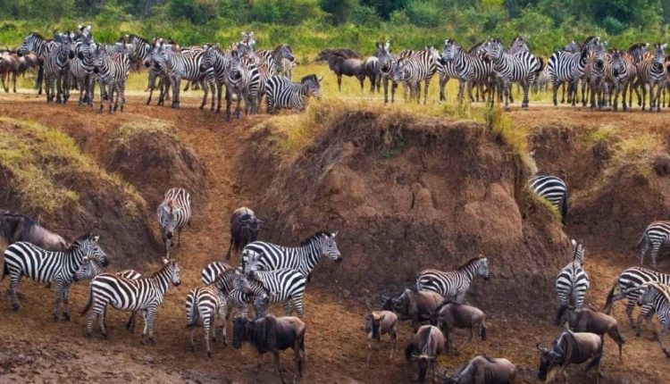 serengeti best park