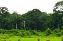 Python snake invades University Campus in Dar-es-salaam – The Tanzania ...